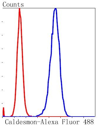 Anti-Caldesmon Antibody (6J397)