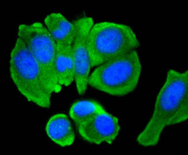 Anti-C/EBP Beta Antibody (7Q839)