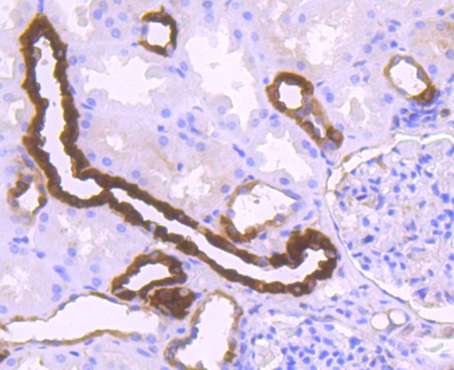 Anti-Calbindin Antibody (5F708)