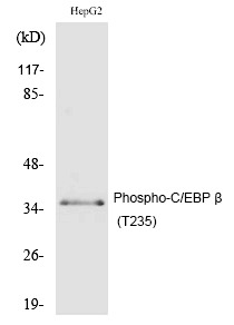 Anti-Phospho-C/EBP Beta (Thr235) Polyclonal Antibody