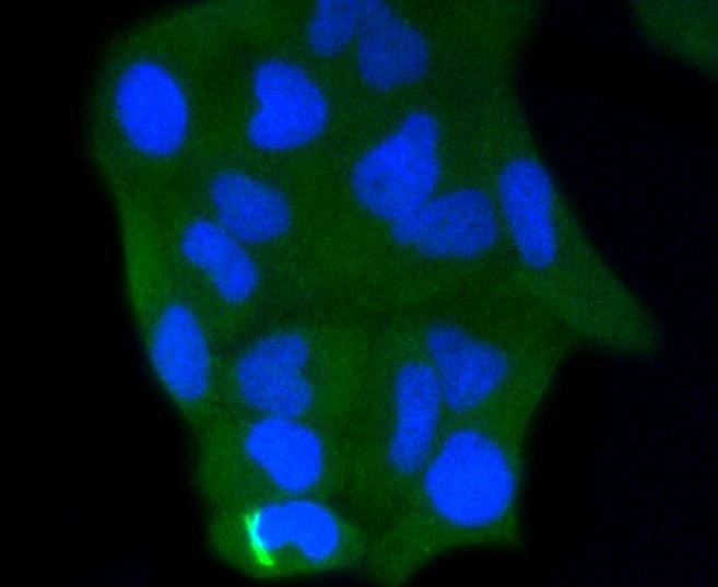 Anti-Caspase-3 Antibody (3J336)