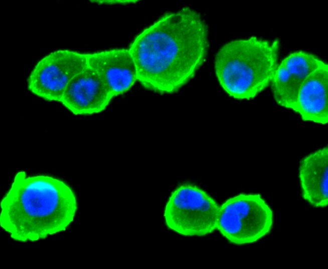 Anti-Aminopeptidase N/CD13 Antibody (3J107)