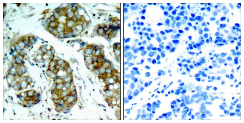 Anti-Phospho-CDC25A (Ser76) Polyclonal Antibody