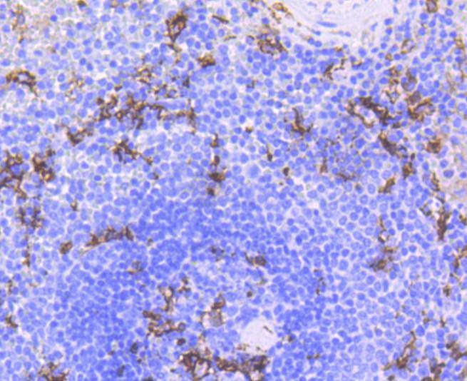 Anti-ITGAX Antibody (4P951)