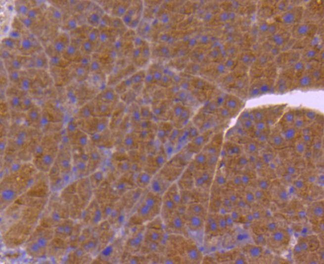 Anti-CDC42 Antibody (2L809)