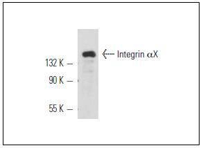 Anti-ITGAX Antibody (6V627)