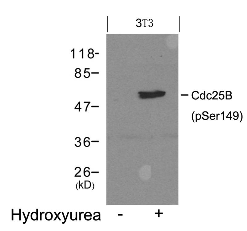 Anti-Phospho-CDC25B (Ser149) Polyclonal Antibody