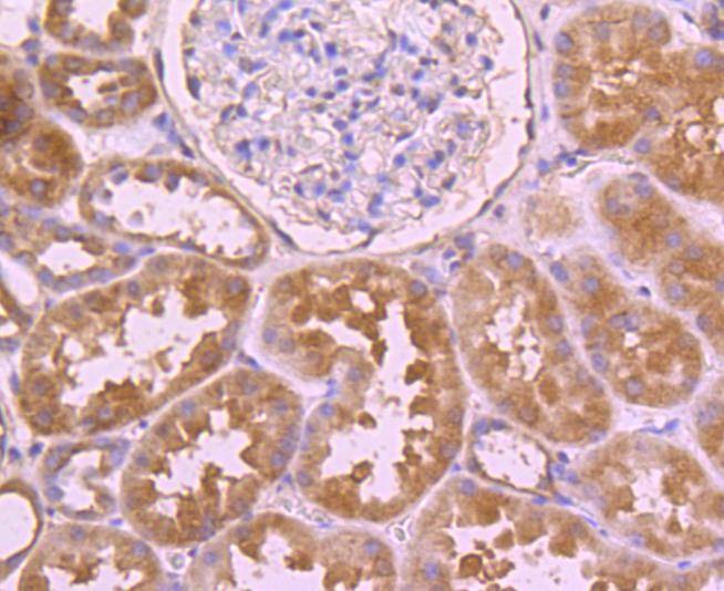 Anti-CDC45 Antibody (6Q41)
