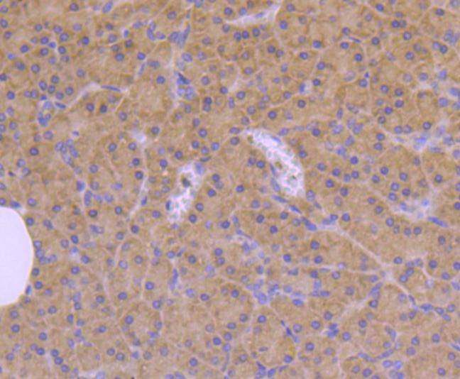 Anti-CDC42 Antibody (2L809)