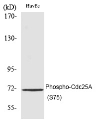 Anti-Phospho-CDC25A (Ser75) Polyclonal Antibody