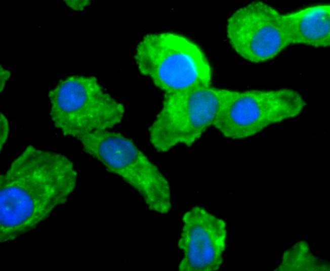 Anti-CDC45 Antibody (6Q41)