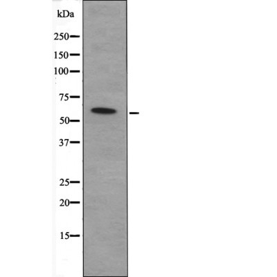Anti-Phospho-CDC25A (Ser82) Polyclonal Antibody