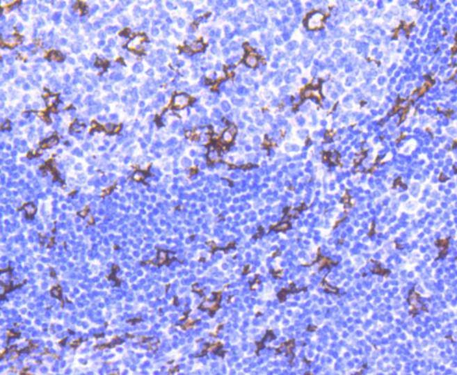 Anti-ITGAX Antibody (4P951)