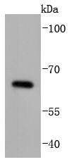Anti-CDC25B Antibody (3O375)