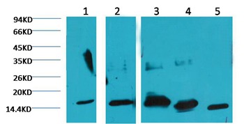 Anti-COX4I1 Antibody (9P550)