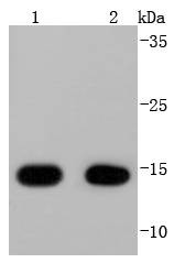Anti-COX4I1 Antibody (4G766)