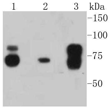 Anti-Cortactin Antibody (9I917)