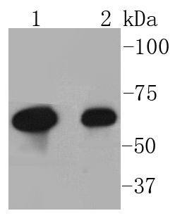 Anti-COX-2 Antibody (4N211)