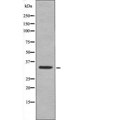 Anti-Phospho-CDK1 (Thr161) Polyclonal Antibody