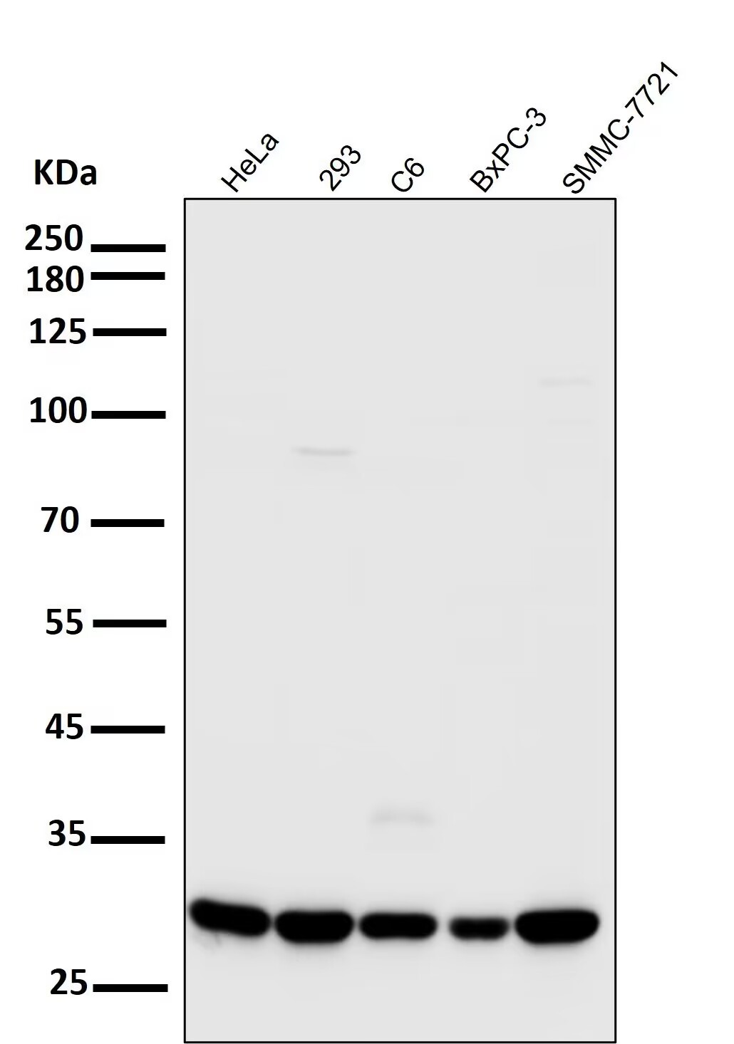 Anti-CDK2 Antibody (3L593)