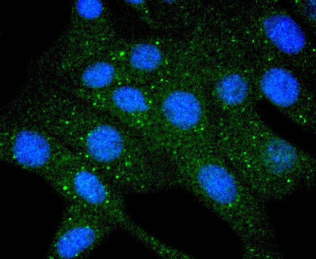 Anti-COX4I1 Antibody (4G766)