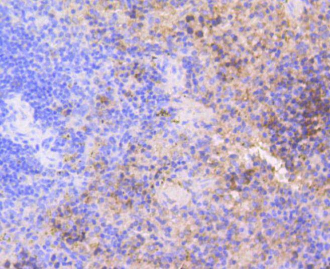 Anti-CDK2 Antibody (3L593)