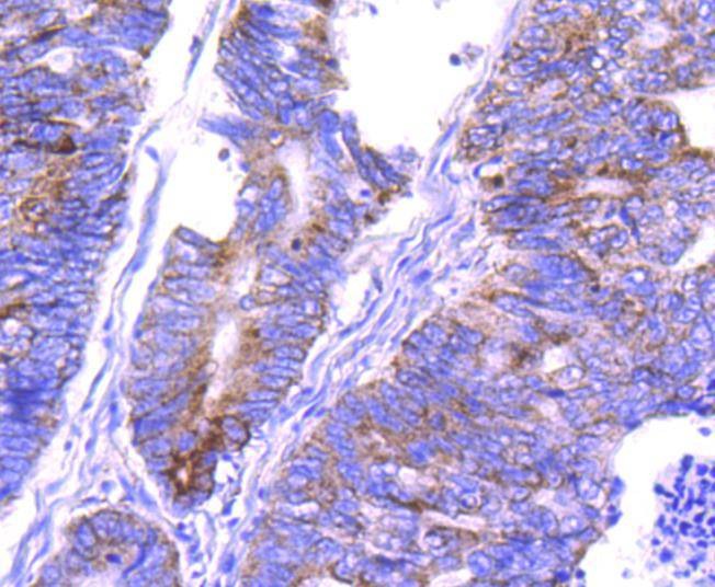 Anti-COX4I1 Antibody (4G766)