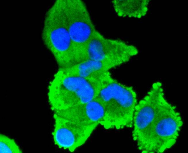Anti-COX-2 Antibody (4N211)