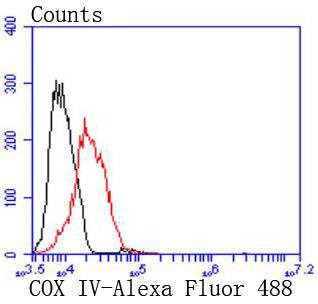 Anti-COX4I1 Antibody (4G766)