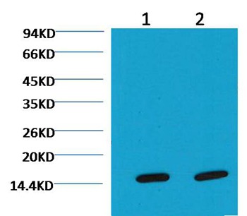 Anti-COX4I1 Antibody (9P550)