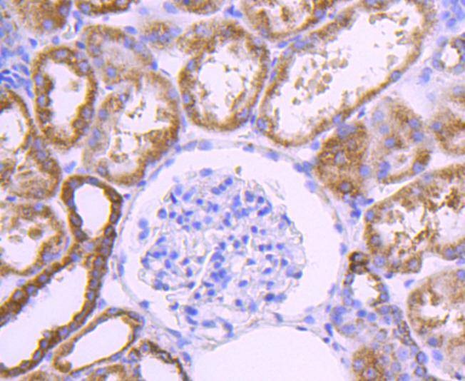 Anti-COX4I1 Antibody (4G766)