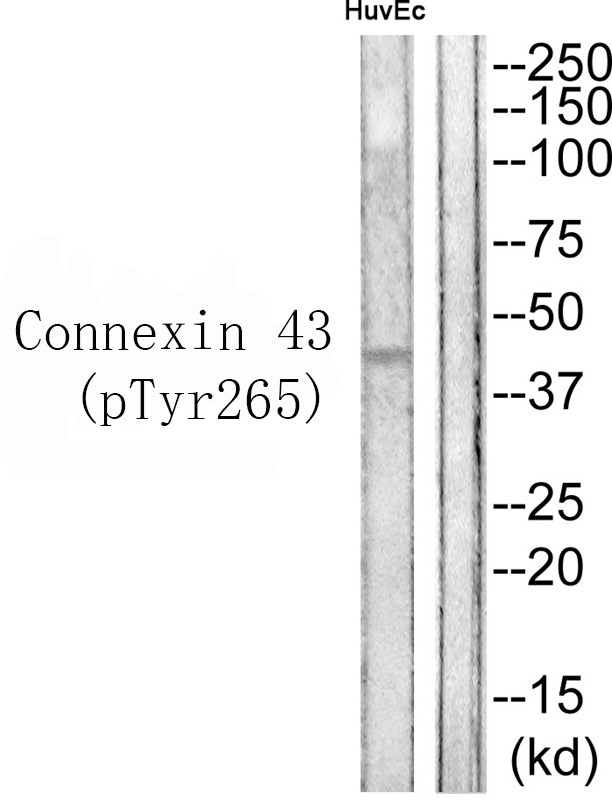 Anti-Phospho-GJA1 (Tyr265) Polyclonal Antibody