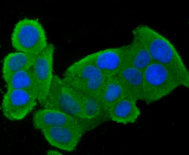 Anti-CLOCK Antibody (3L638)