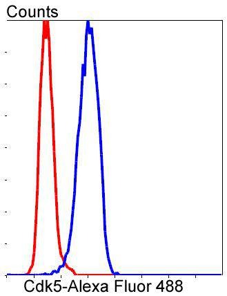 Anti-CDK5 Antibody (8M152)