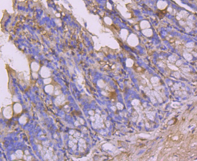 Anti-CLOCK Antibody (3L638)