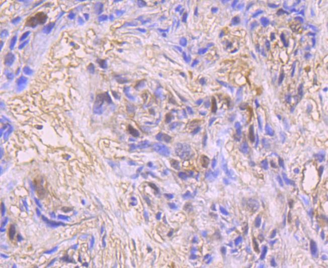 Anti-CDK1 Antibody (2M625)