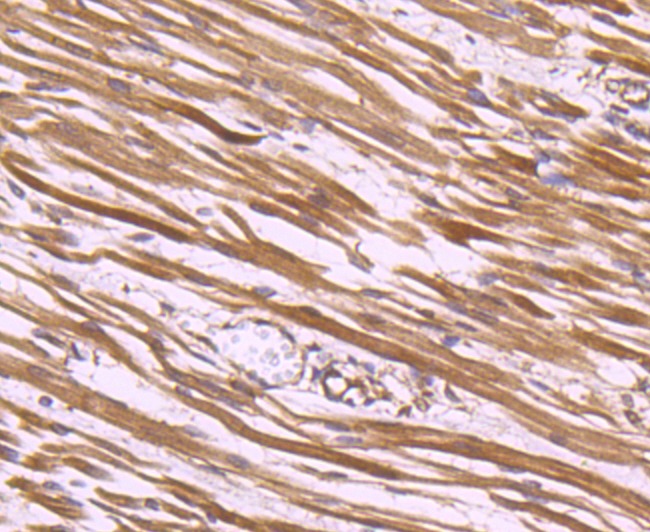 Anti-CLOCK Antibody (3L638)