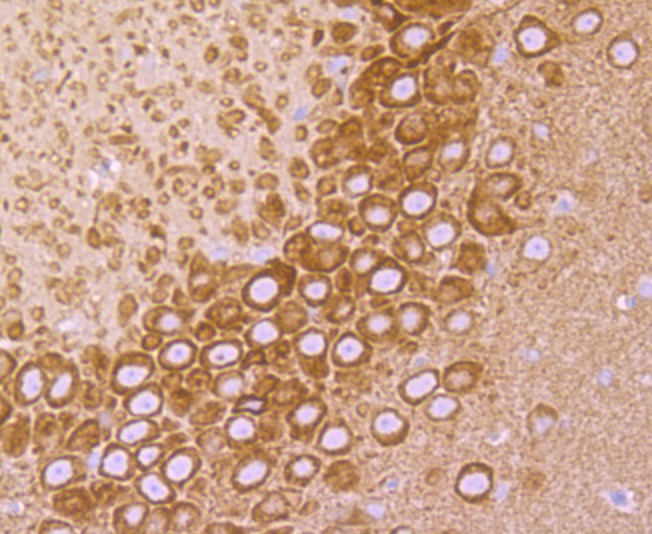 Anti-VAMP3 Antibody (5C283)