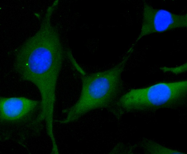 Anti-CLOCK Antibody (3L638)