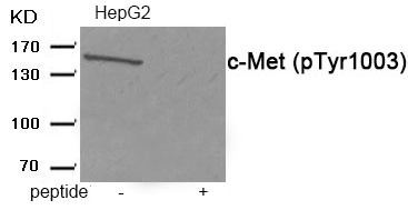 Anti-Phospho-HGFR/c-Met (Tyr1003) Polyclonal Antibody