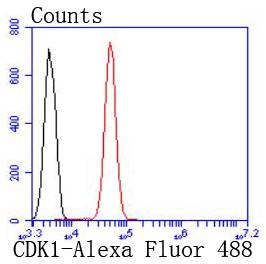 Anti-CDK1 Antibody (2M625)