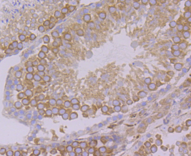 Anti-VAMP3 Antibody (5C283)