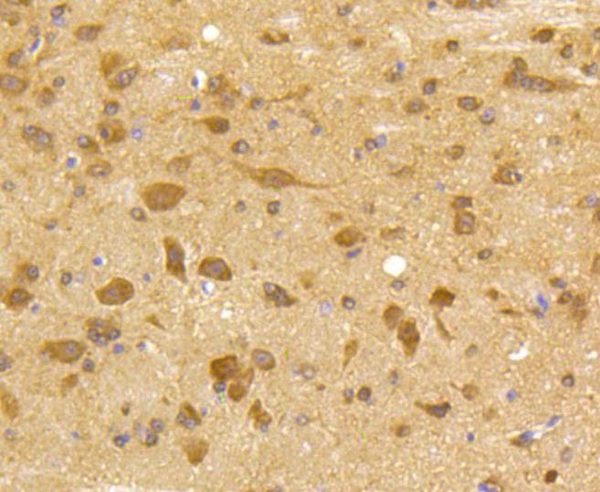 Anti-CDK5 Antibody (8M152)