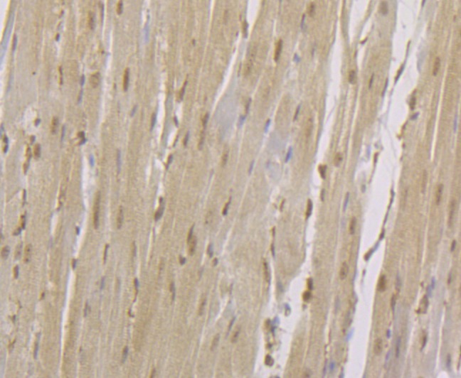 Anti-CENPC Antibody (3X906)