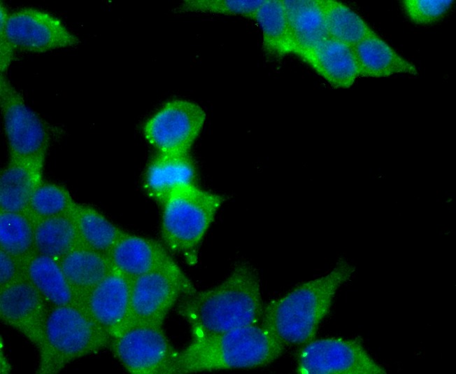 Anti-VAMP3 Antibody (5C283)