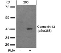 Anti-Phospho-GJA1 (Ser368) Polyclonal Antibody