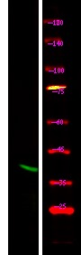 Anti-Phospho-GJA1 (Ser373) Polyclonal Antibody
