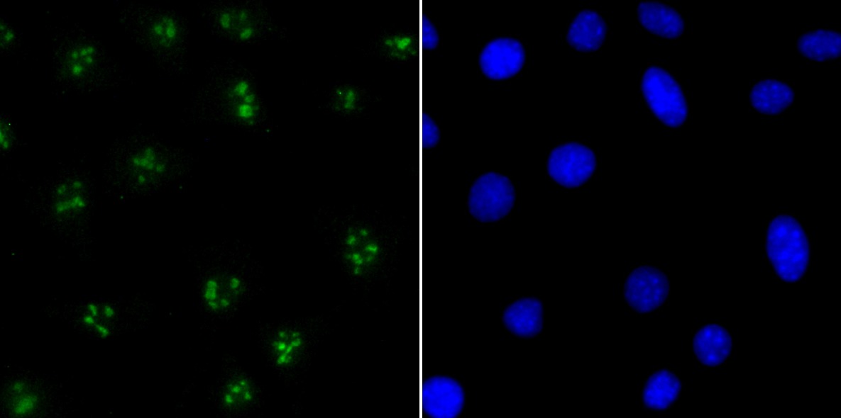 Anti-CENPC Antibody (3X906)