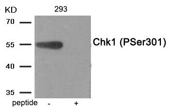 Anti-Phospho-CHEK1 (Ser301) Polyclonal Antibody