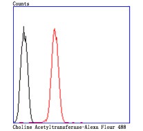 Anti-CHAT Antibody (3G910)